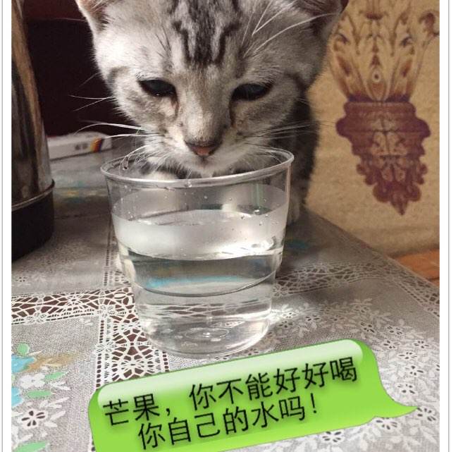 学位证翻译件模板
